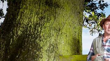 Archie, con sus 76.2 centímetros de altura, es el toro más bajito del mundo.