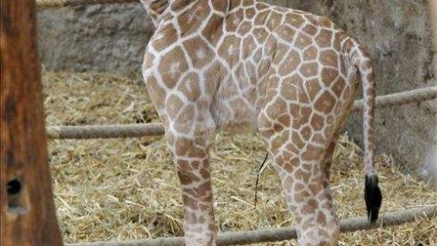 Peñy, tiene 22 años cautiva en un zoológico.