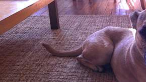 El programa busca mejorar la efectividad en el proceso de adopción de mascotas.