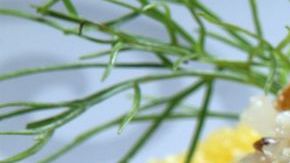 Ensalada de cítricos y arroz.