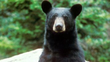 Foto de archivo de un oso negro.
