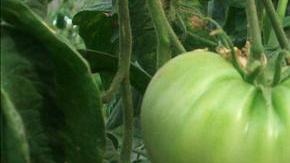 México exportó 2,100 millones de dólares en tomates el año pasado, el 93% de los tomates importados por EEUU.