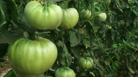 México exportó 2,100 millones de dólares en tomates el año pasado, el 93% de los tomates importados por EEUU.