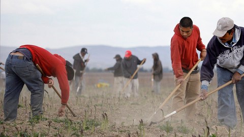 La legislación exime a los trabajadores del sector agrícola, que genera unos $72,000 millones a la economía del  estado.