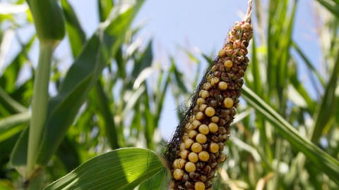 Monsanto fue suspendido del registro de operadores del mercado de granos.