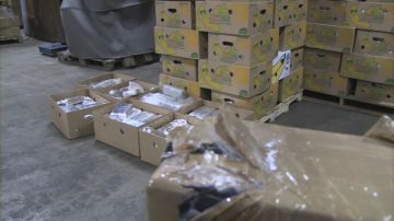 En cajas de bananas estaban camufladas las ocho toneladas de cocaína decomisadas por las autoridades en el puerto de Amberes.