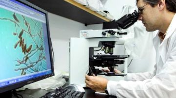 Shawn Lockhart estudia un hongo que ha causado una forma rara de meningitis en un laboratorio de los CDC en Atlanta, Georgia.