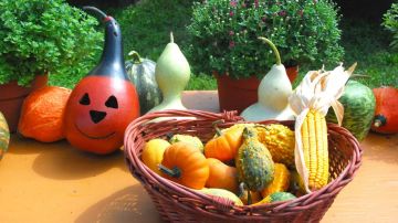 Place small pumpkins and gourds around the house for Thanksgiving.