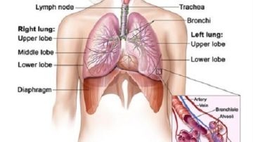 La bronquitis presenta síntomas como tos y mucosidad que duran entre tres meses a dos años.