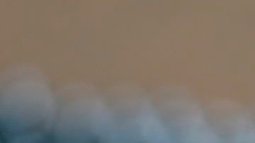 Nombran a Miguel Cabrera el Más Valioso de la Americana en este 2012.