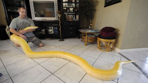 Florida realizará un concurso para capturar pitones birmanas.