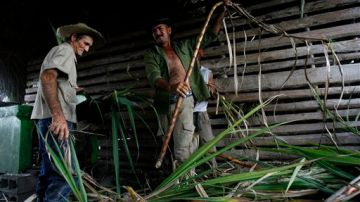 Agricultores cortan caña de azúcar para alimentar a los animales en la Cooperativa Agrícola Camilo Cienfuegos en Bahía Honda, Cuba.