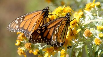 La migración más larga que hace un insecto lo realizan las mariposas Monarca, de más de 3,000 millas.