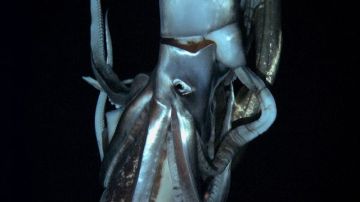 Vistazo cercano al calamar gigante que habita en las profundidades del Océano Pacífico.
