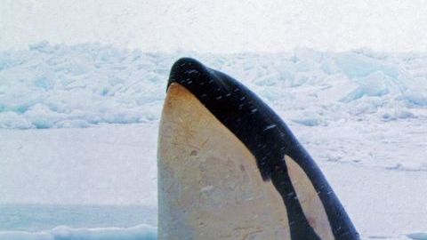Una decena de orcas atrapadas bajo una capa de hielo en elnorte de Canadá, quedaron libres cuando el hielo se movió.
