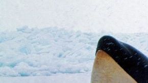 Una decena de orcas atrapadas bajo una capa de hielo en elnorte de Canadá, quedaron libres cuando el hielo se movió.