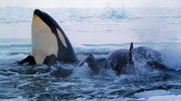 Una decena de orcas atrapadas bajo una capa de hielo en elnorte de Canadá, quedaron libres cuando el hielo se movió.