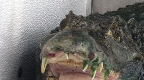 Alegadamente el “Señor dientes” cuidaba la siembra de marihuana de un ciudadano en libertad condicional.