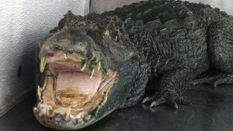 Alegadamente el “Señor dientes” cuidaba la siembra de marihuana de un ciudadano en libertad condicional.