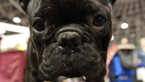 En Japón los dueños de mascotas ahora pueden colocar un aparato en su collar que muestra sus condiciones físicas.