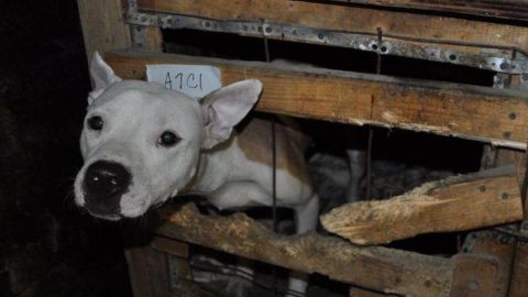 Uno de los perros que resultó herido durante las peleas organizadas por el conserje Raúl Sánchez, quien ayer se declaró culpable de varios cargos.