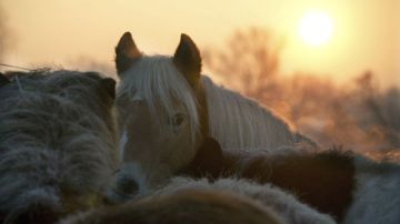 Los gobiernos de los países de la UE también deberán realizar al menos cinco pruebas en mataderos para identificar en la carne de caballo la eventual presencia de fenilbutazona.