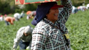 Una mujer que no quiso identificarse trabaja recogiendo fresas en uno de los muchos campos agrícolas de la ciudad Dover, Florida.