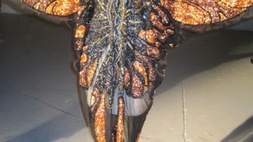 "Vestido Mariposa" uno de los atuendos de la Guarachera de Cuba, que se muestran.