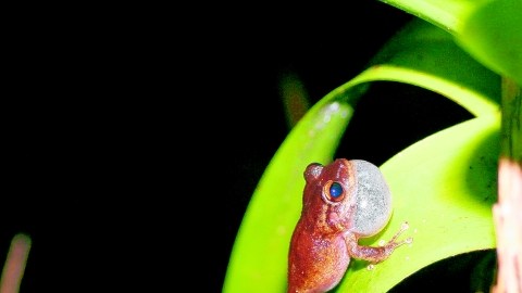 Fotografía de una rana de la especie Eleutherodactylus coquí, autóctona de PR. El cambio climático podría estar acelerando el proceso de desaparición del coquí esta diminuta rana que es símbolo de la isla y se caracteriza por un particular sonido.