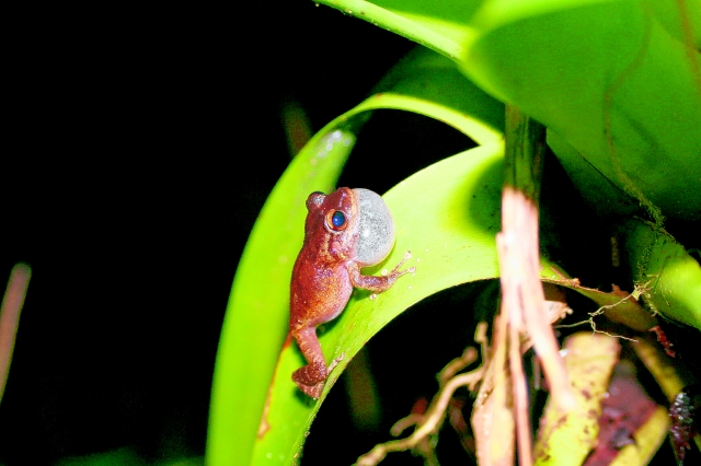 Fotografía de una rana de la especie Eleutherodactylus coquí, autóctona de PR. El cambio climático podría estar acelerando el proceso de desaparición del coquí esta diminuta rana que es símbolo de la isla y se caracteriza por un particular sonido.