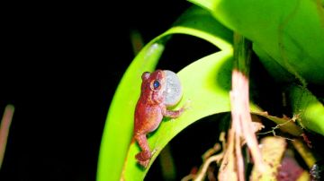 Fotografía de una rana de la especie Eleutherodactylus coquí, autóctona de PR. El cambio climático podría estar acelerando el proceso de desaparición del coquí esta diminuta rana que es símbolo de la isla y se caracteriza por un particular sonido.