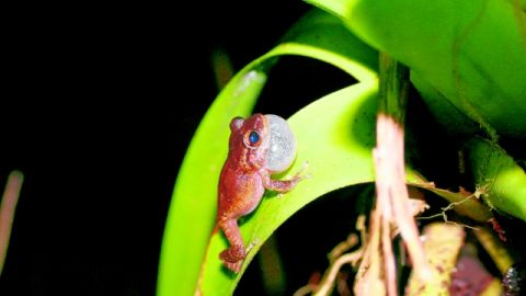 Fotografía de una rana de la especie Eleutherodactylus coquí, autóctona de PR. El cambio climático podría estar acelerando el proceso de desaparición del coquí esta diminuta rana que es símbolo de la isla y se caracteriza por un particular sonido.