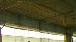 Suman 3.26 millones las aves sacrificadas en México por la gripe aviar.