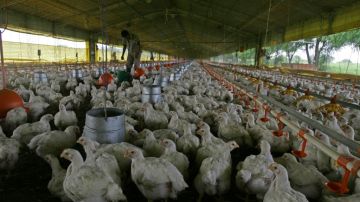Suman 3.26 millones las aves sacrificadas en México por la gripe aviar.