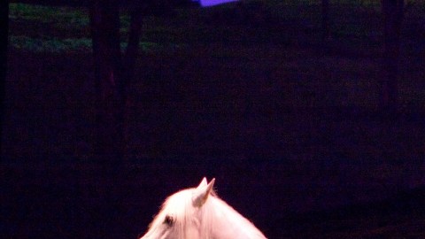 'Cavalia's Odysseo' se representa en una carpa en Burbank.