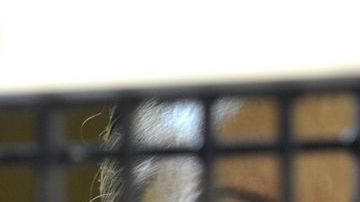 Elba Esther Gordillo en una celda del penal mientras le leían los cargos en su contra cuando fue detenida.