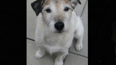 El perro, de 13 años, fue trasladado por su dueño a una clínica veterinaria de Manhattan donde fue operado de emergencia.