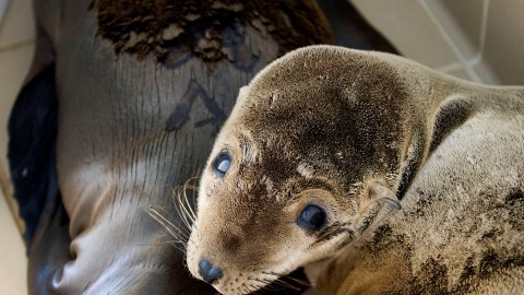 Cientos de leones marinos cachorros están llegando hasta las playas del estado. La mayoría están desnutridos.