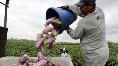 Trabajadores agrícolas recogen berenjenas  Green Pepper Farms, un rancho en  Delray Beach, Fla.  El récord de demandas por engaños y falta de pago ha sido un problema para trabajadores temporales.