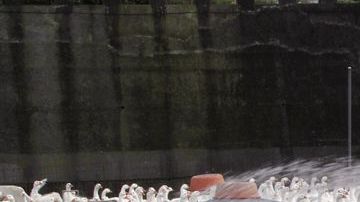 Gansos son  bañados con una manguera por un trabajador.