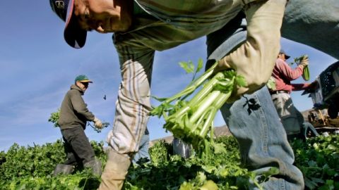 Juan Luis Salinas recoge apio en un rancho de California, con beneficios a la agricultura estadounidense.