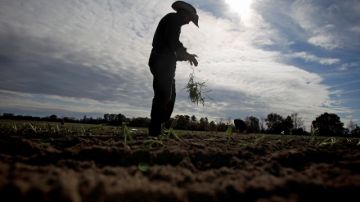 Trabajadores agrícolas  continúan a ser expuestos a enfermedades y peligros de los pesticidas.