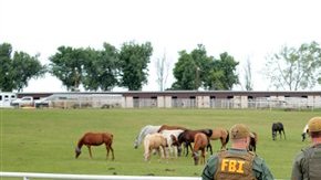 Las autoridades revelaron que Treviño y su esposa necesitarían gastar 200,000 dólares mensuales sólo para alimentar y cuidar a los 425 caballos de su propiedad.