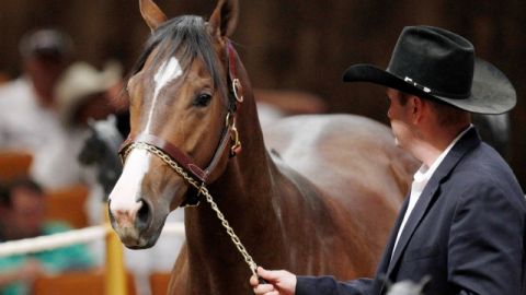 Un empleado lleva a un caballo purasangre a participar en una carrera en Oklahoma City, Oklahoma.