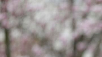 El operativo de captura de los hermanos Tsarnaev se extiende desde anoche.