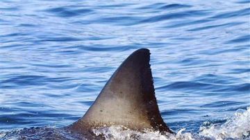 Según un informe del Archivo Internacional de Ataques de Tiburones, de la Universidad de Florida,  la mayoría de los ataques en EEUU ocurren en este estado.