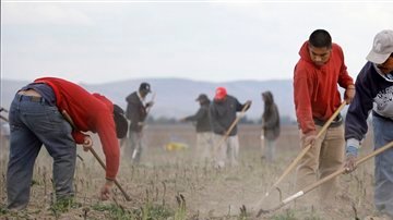 El sistema de verificación de empleo, un área compleja de la reforma