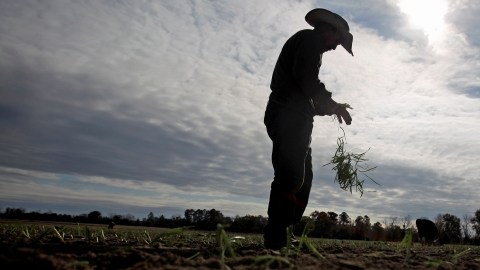 La legalización de trabajadores agrícolas  indocumentados en el país y las visas para futuros campesinos, son temas a discutir. Archivo