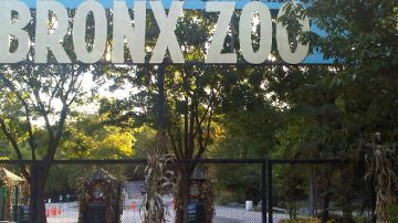 La  Corporación de Turismo de El Bronx ofrece giras a lugares que muestran las verdaderas joyas del condado, como el Museo de El Bronx, el zoológico y los jardines comunitarios, alegan líderes de la zona.