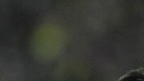 Munich y Liverpool cuentan ya con cinco títulos de Champions en sus vitrinas.